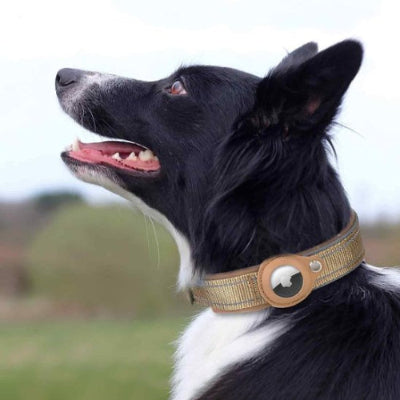 border collie porte collier gps chien beige