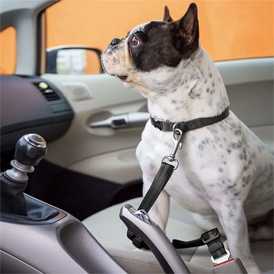 bulldog avec ceinture de sécurité pour chien