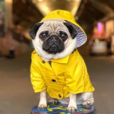 carlin avec manteau imperméable pour chien