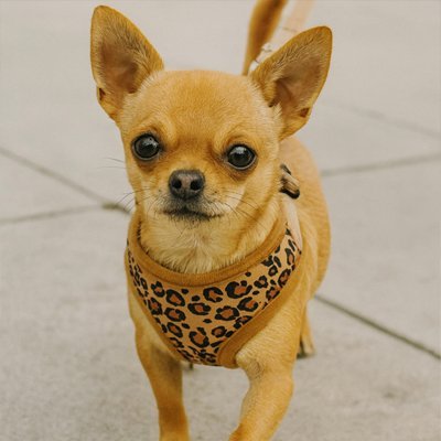 chiwawa avec harnais petit chien leopard couleur marron