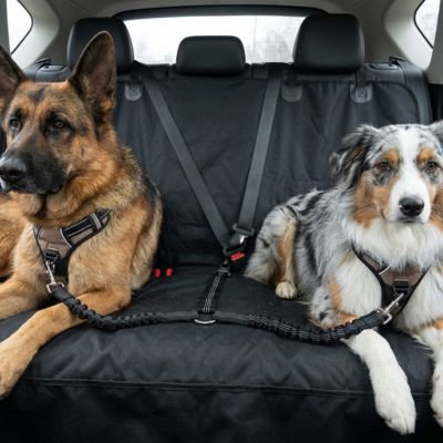 deux chiens sages avec ceinture de sécurité double pour chien