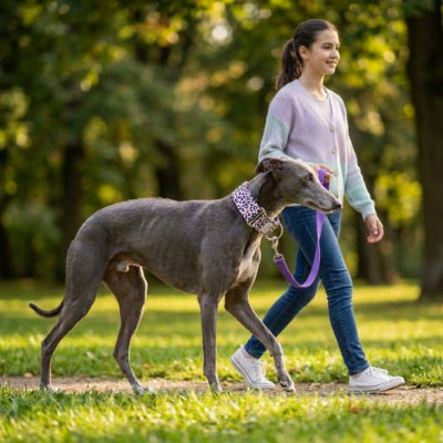 galgo en promenade porte collier chien léopard