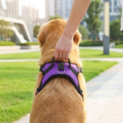 harnais pour chien anti traction violet