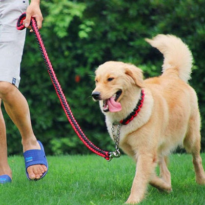 labrador avec laisse chien tressée rouge et noir
