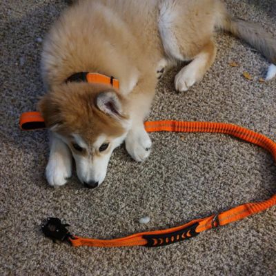 laisse pour chien mousqueton orange