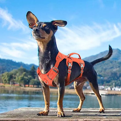 ratier avec harnais chien poignée orange