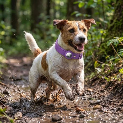 terrier porte collier gps chien court dans boue