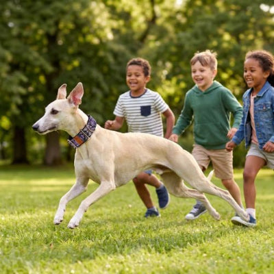 whippet avec collier chien court avec enfants