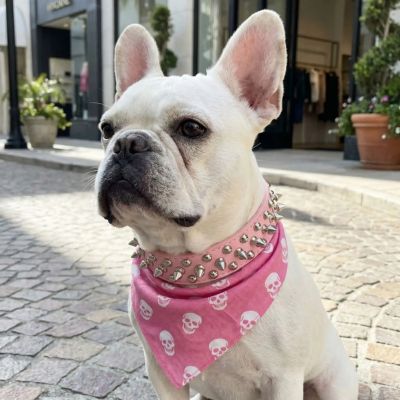 Collier chien