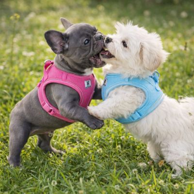 Harnais chien