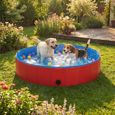 labrador et beagle jouent avec balles dans piscine pour chien