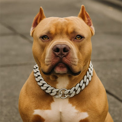 american staff avec collier pour chien bijoux