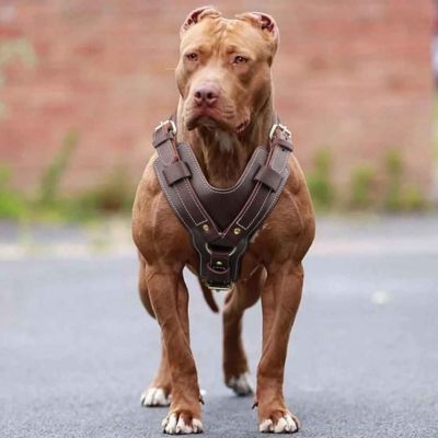 american staff trapu porte harnais pour chien en cuir