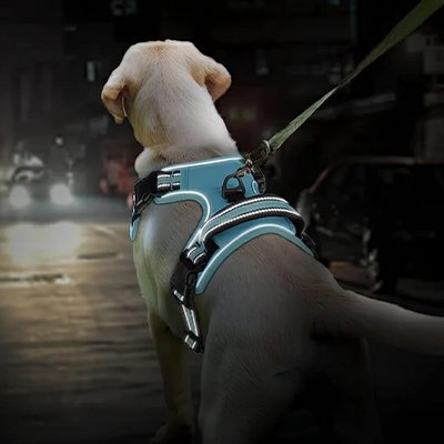 balade de nuit avec harnais chien bleu réfléchissant