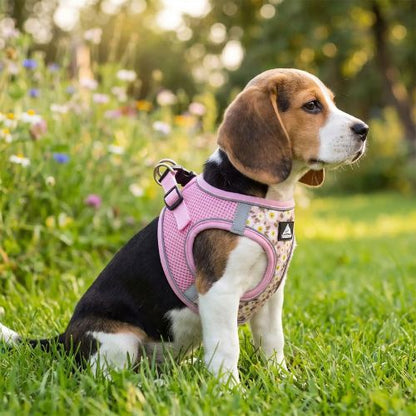 beagle assis dans herbe porte harnais petit chien fleuri