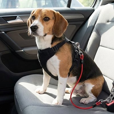 beagle avec ceinture de sécurité pour chien rouge