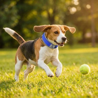 beagle avec collier chien bleu neoprène court avec balle