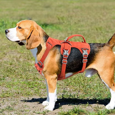 beagle avec harnais chien poignée orange