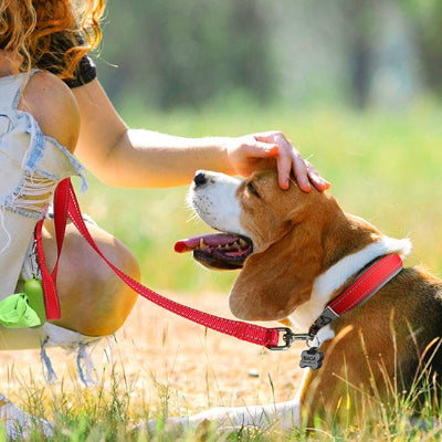 beagle heureux avec sa maitresse porte collier chien rouge neoprène