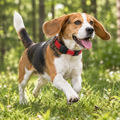 beagle porte collier gps chien rouge