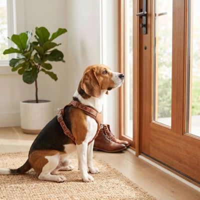 beagle prêt à sortir avec harnais chien en y