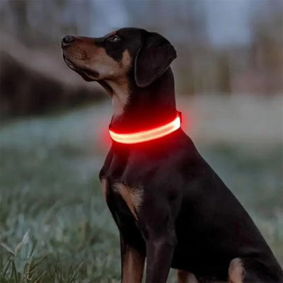 beauceron avec collier lumineux pour chien