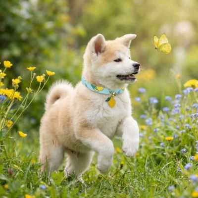 bébé akita avec collier chiot citron