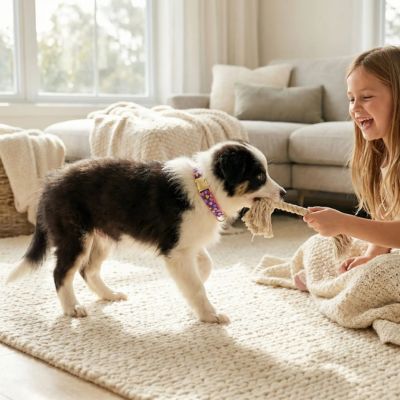 bébé border collie porte collier chiot violet