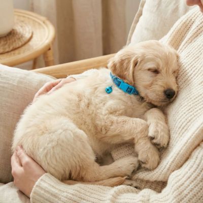 bébé labradoodle porte collier chiot bleu paillettes