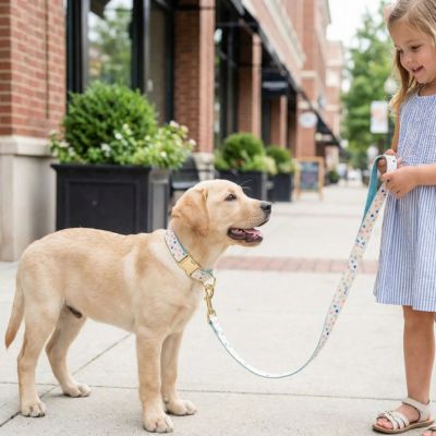 bébé labrador en ville avec collier chiot blanc
