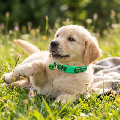 bébé labrador porte collier chiot vert paillettes