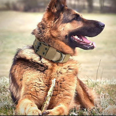 berger allemand avec collier tactique chien kaki