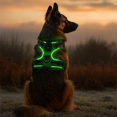 berger allemand avec harnais lumineux chien vert