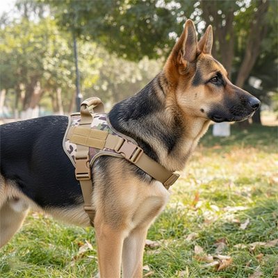 berger allemand avec harnais tactique chien camouflage