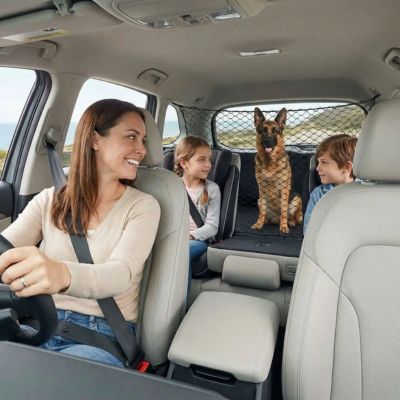 berger allemand dans coffre avec filet protection chien voiture