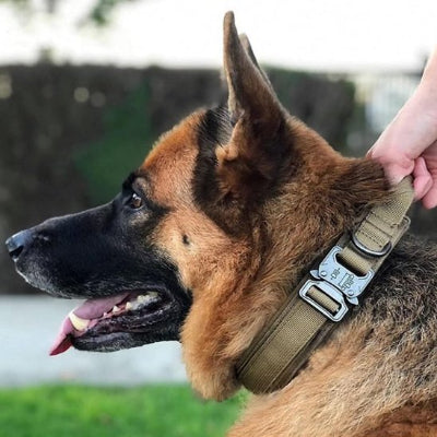 berger allemand est tenu par son collier chien kaki