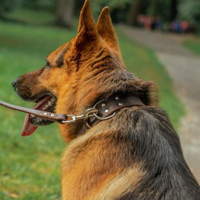 berger allemand porte collier en cuir pour chien marron
