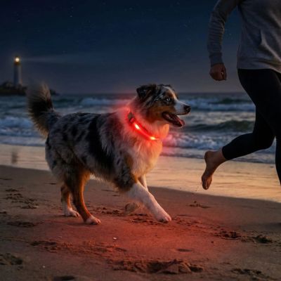 berger australien avec collier lumineux pour chien rouge