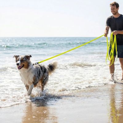 berger australien court avec laisse de dressage pour chien