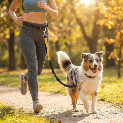 berger australien court avec laisse main libre pour chien