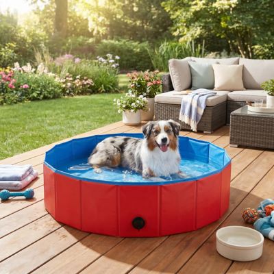 berger australien dans piscine pour chien rouge