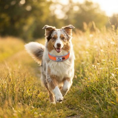 berger australien porte collier chien orange neoprène