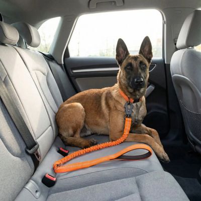 berger belge dans voiture avec laisse pour chien mousqueton orange