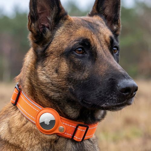 berger belge marron porte collier gps chien