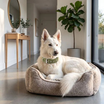 berger blanc dans panier porte collier plat pour chien