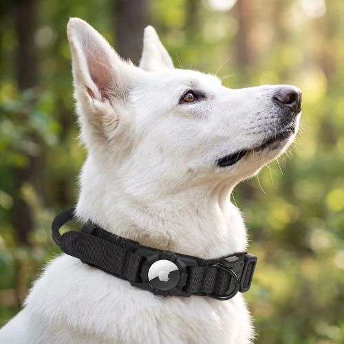 berger blanc porte collier gps chien