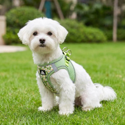 bichon assis porte harnais petit chien fleuri vert