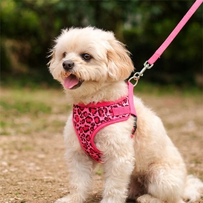 bichon avec harnais petit chien léopard couleur rose