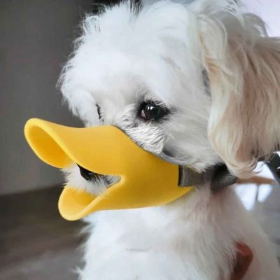 bichon avec muselière chien jaune