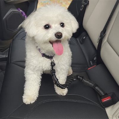 bichon content avec ceinture de sécurité pour chien